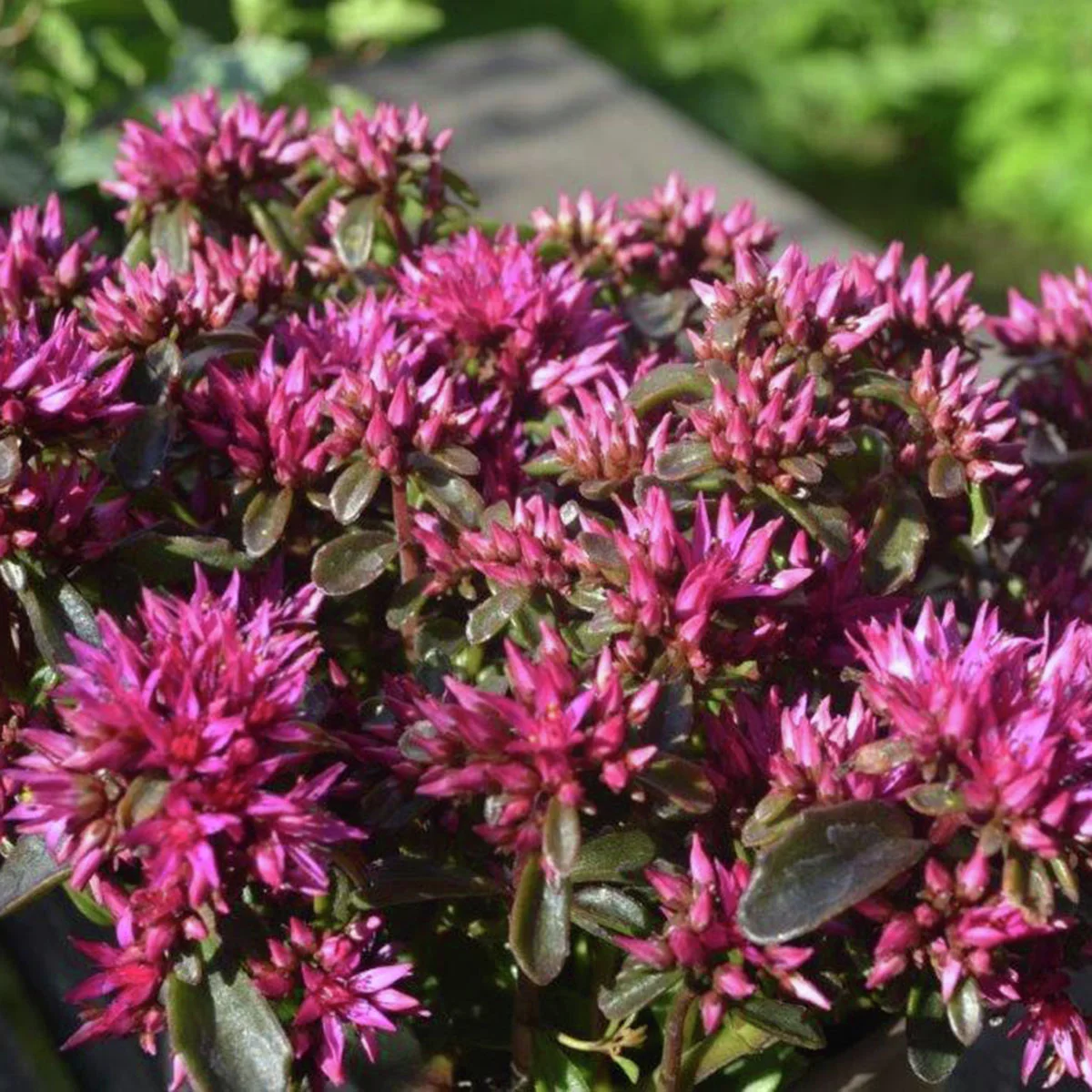 Teppich-Fetthenne, pink