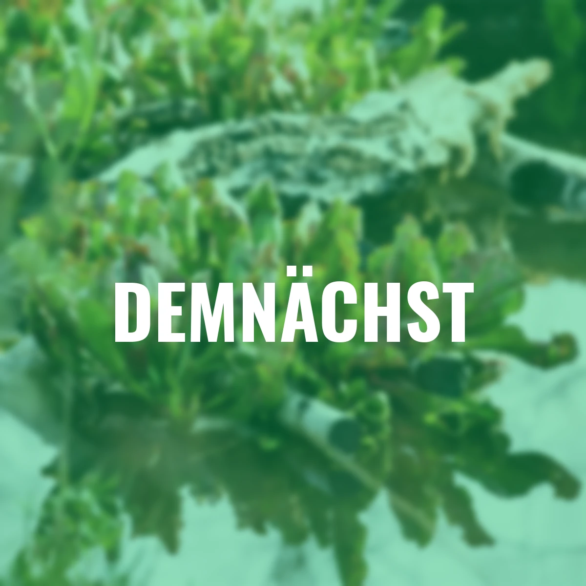 Schlauchpflanze, Höhe ca. 10-20 cm