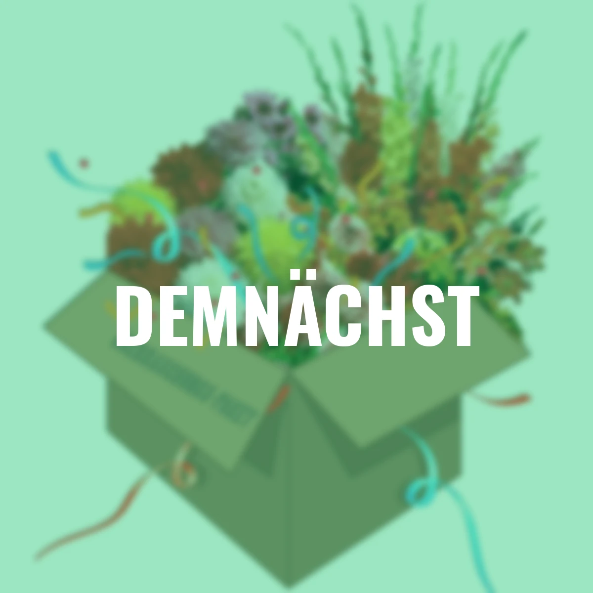 Blumenzwiebel-Überraschungspaket