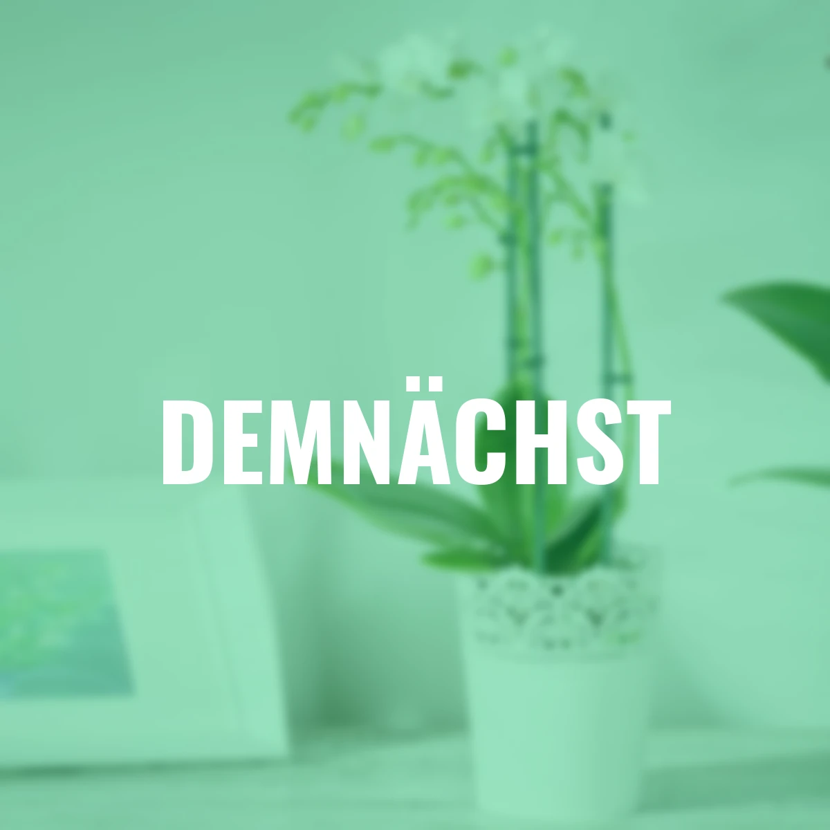 Schmetterlings-Orchidee Grandiflora, Höhe ca. 50-60 cm