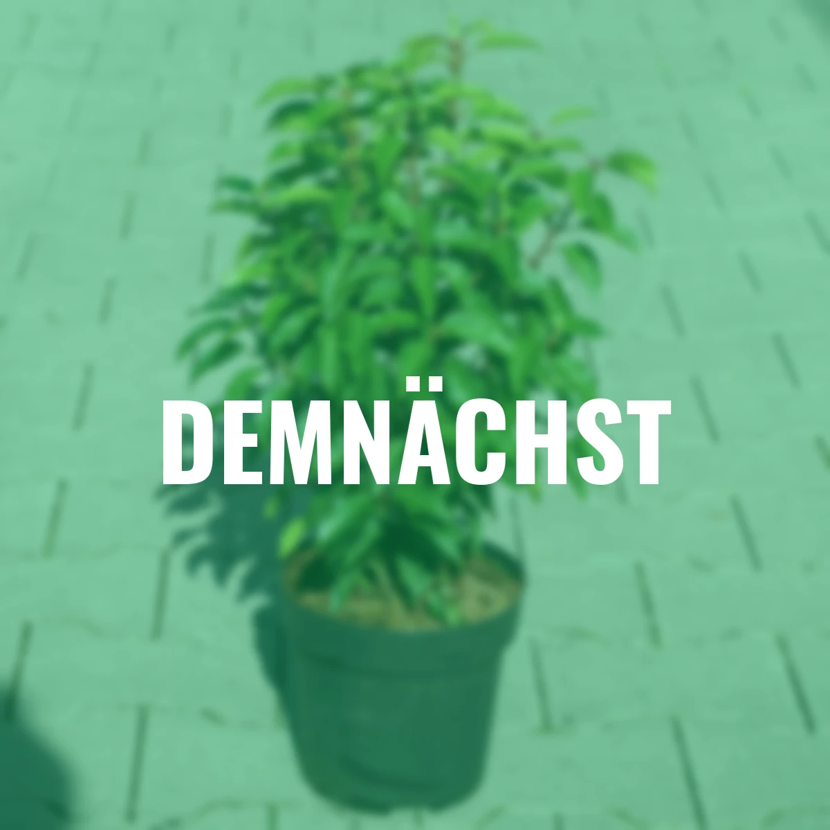 Portugiesischer Kirschlorbeer