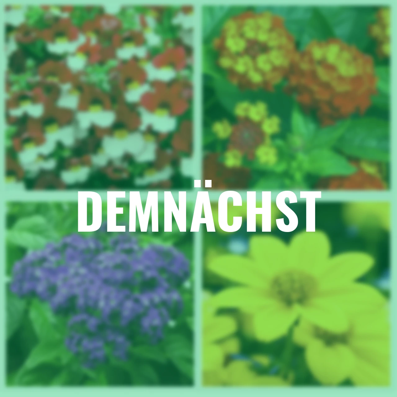 Sommerblumen Set  Flotte Biene, 12 Stück