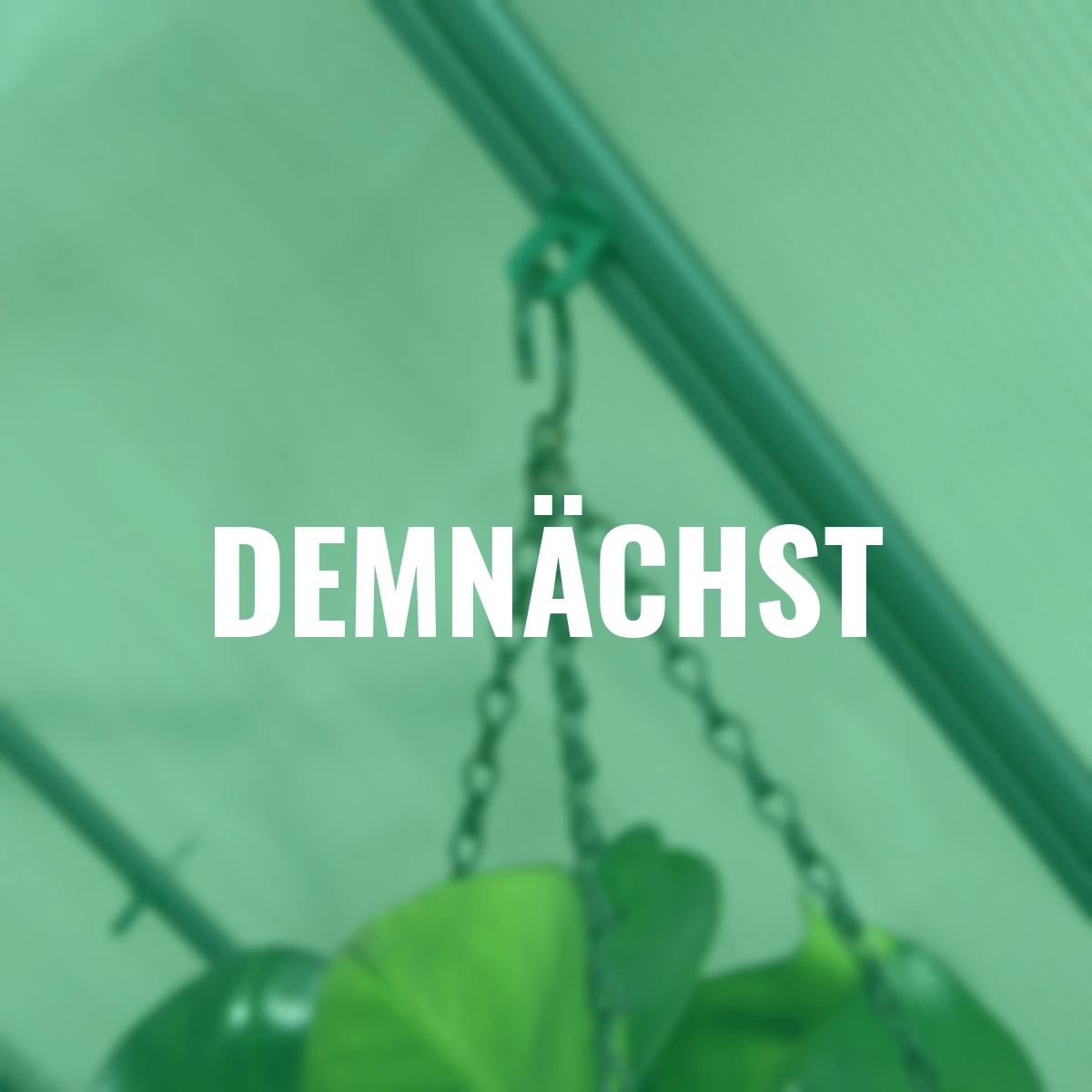 Gewächshaus-Clips, 10 Stück