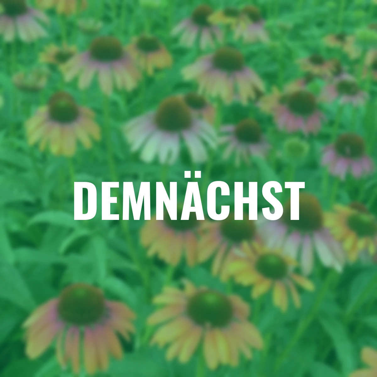 Scheinsonnenhut Rainbow Marcella