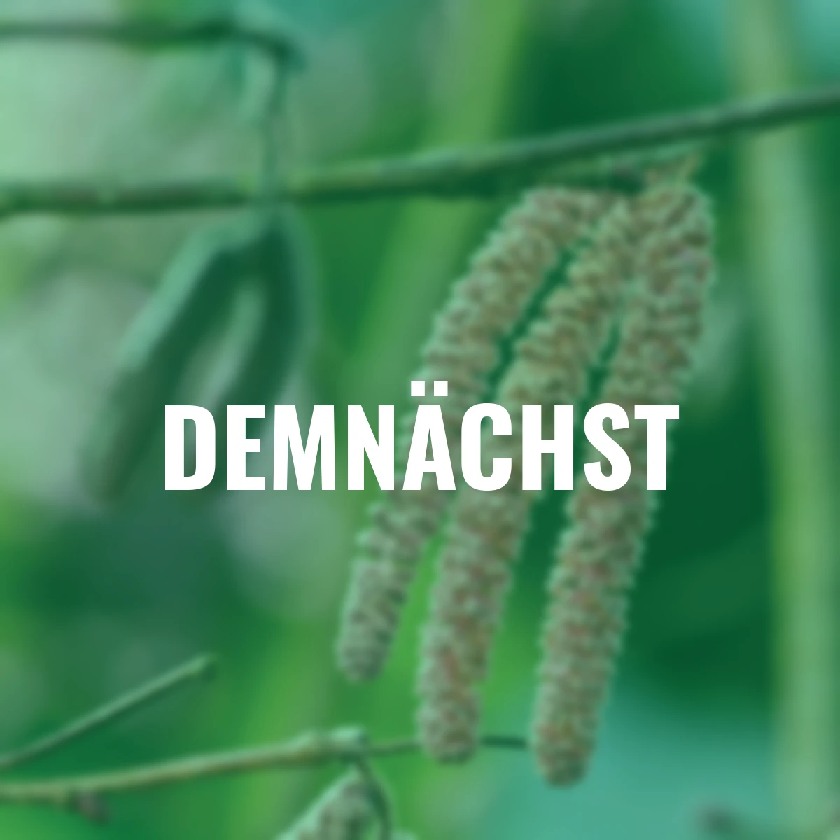 Rote Haselnuss Hoogeveen