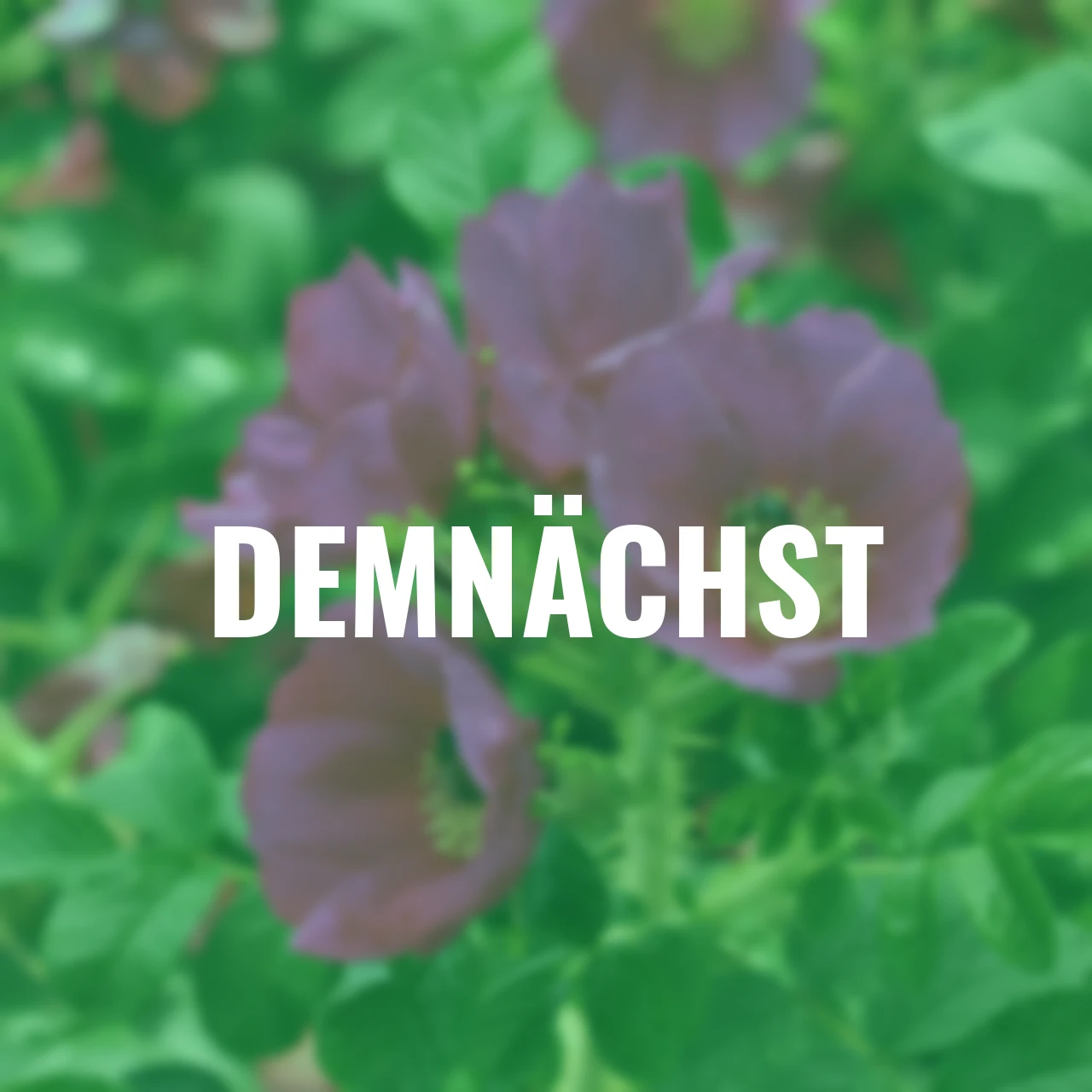 Duftrose Berry Bush™ Aurora®, wurzelverpackt