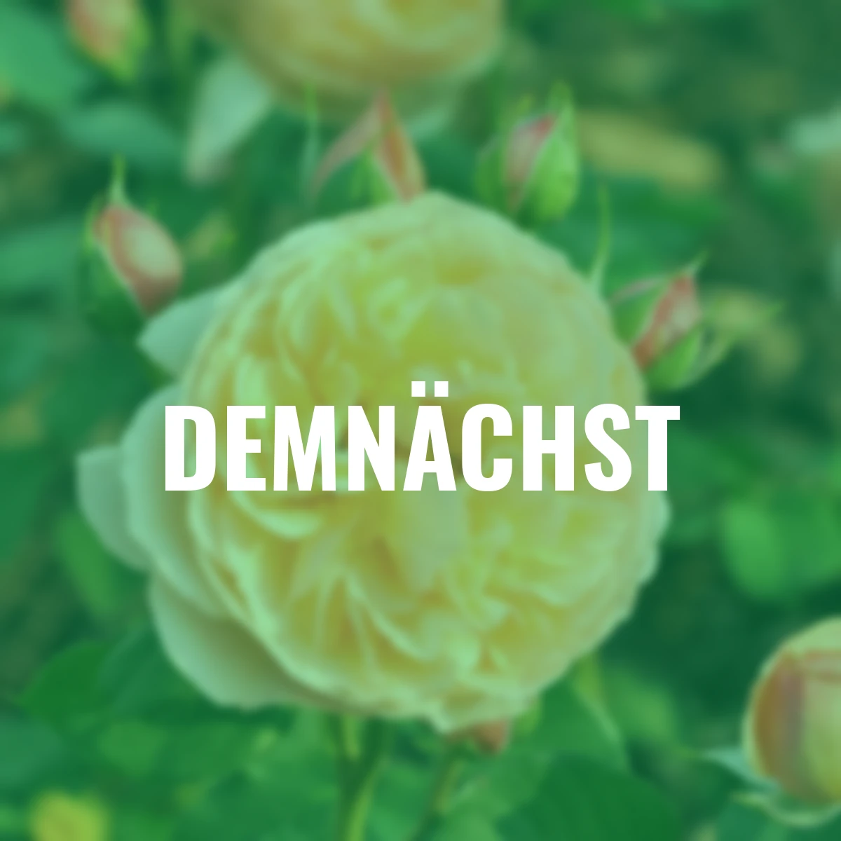 Essbare Culinaric Rose