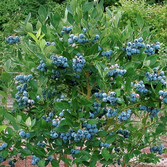 Garten-Heidelbeere Poppins(R)