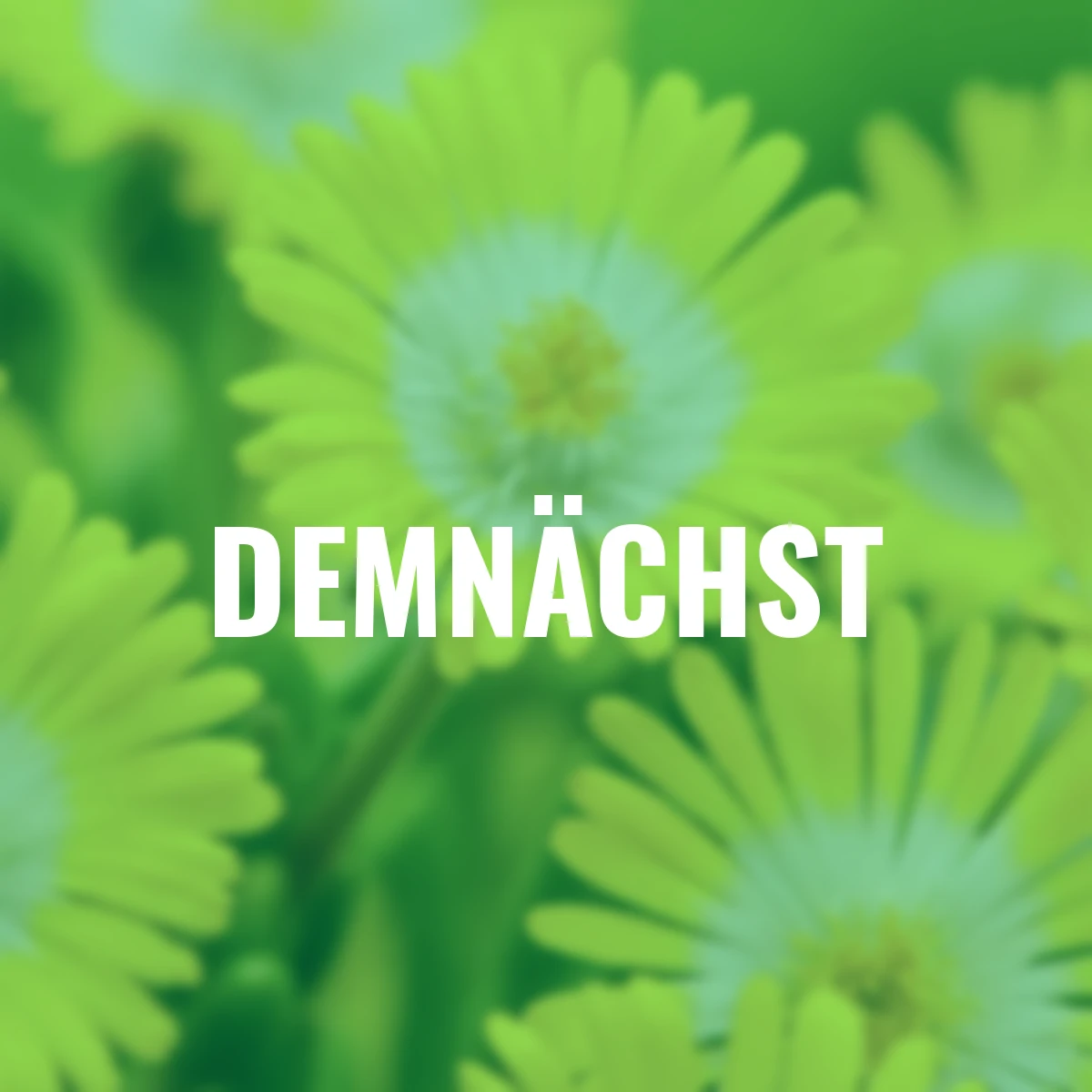 Mittagsblume Rise and Shine