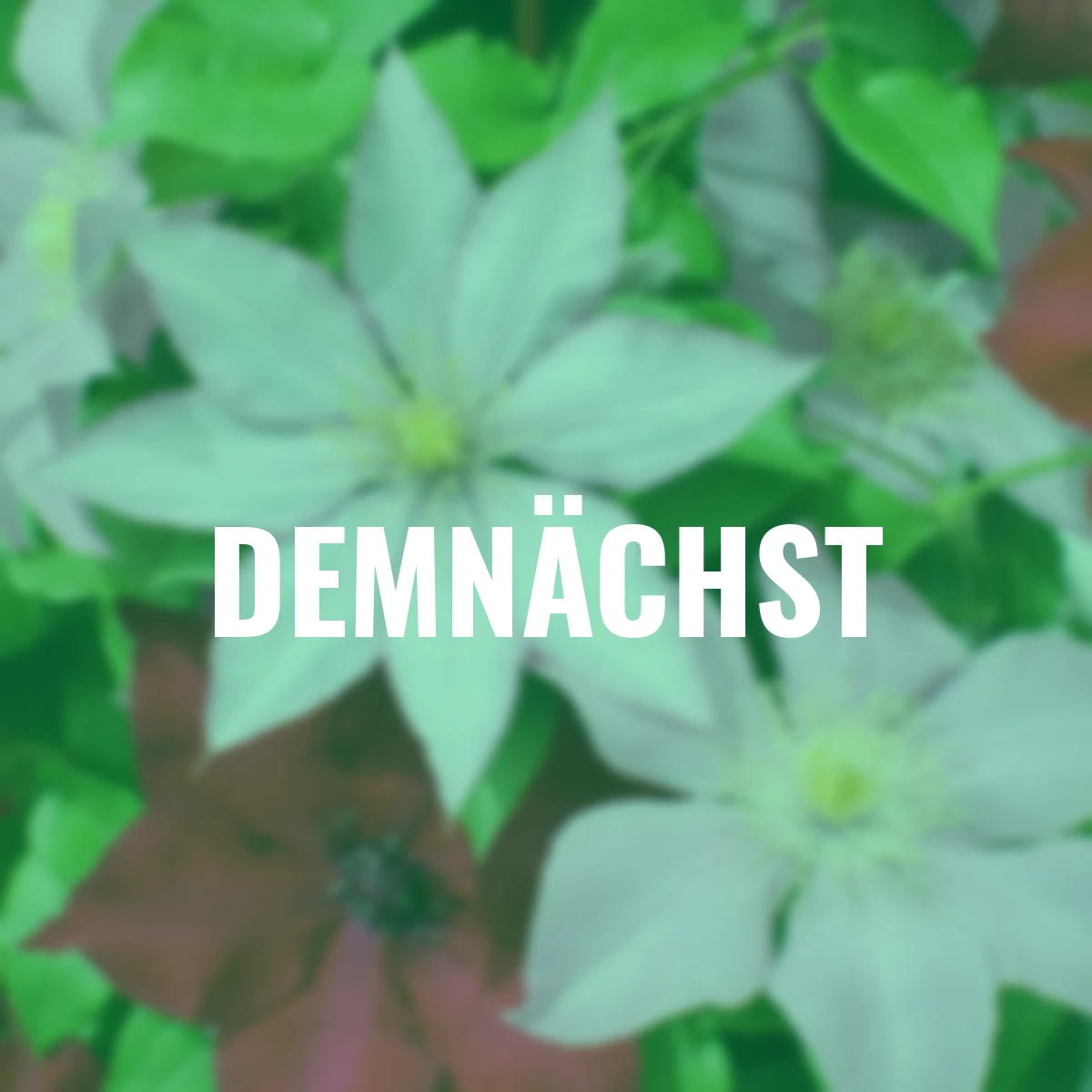 Clematis Three Sisters