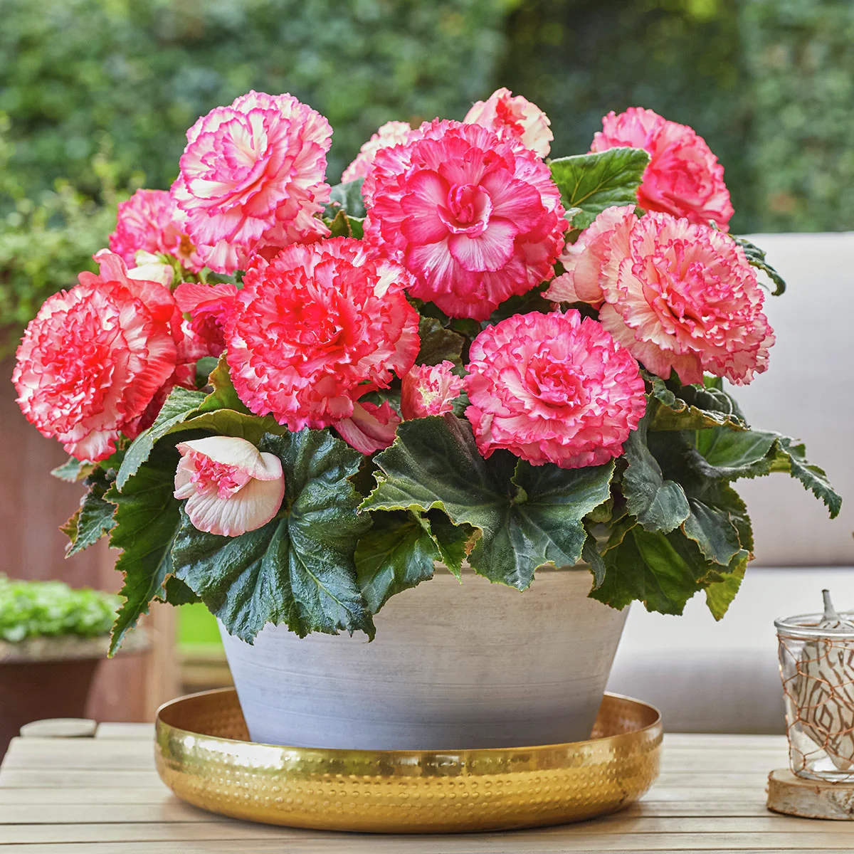 Begonie Picotee Weiß-Pink