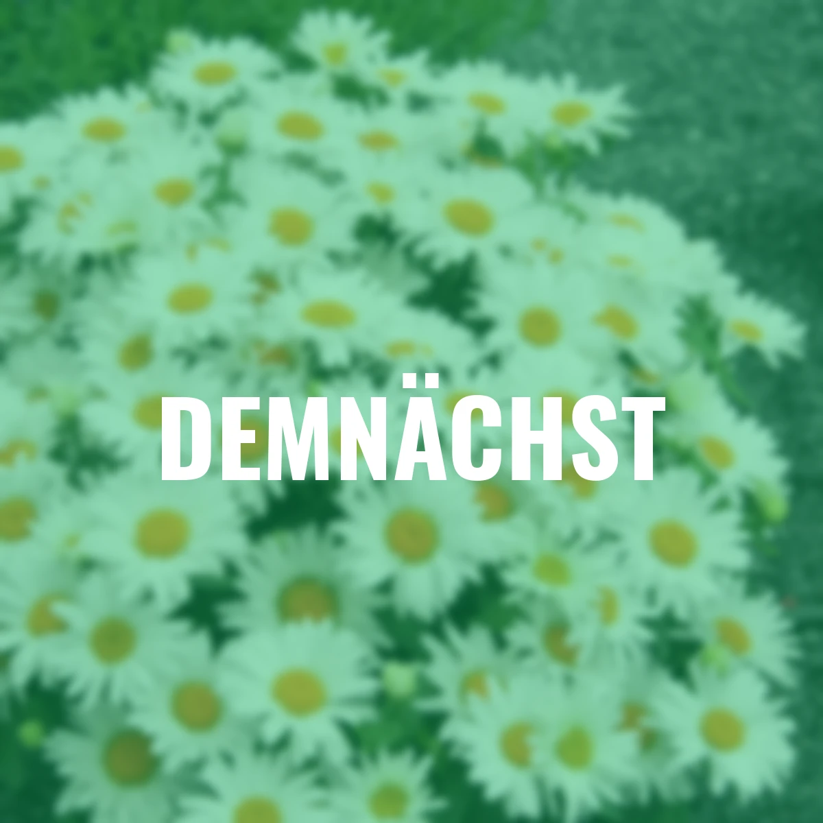 Margerite Western Star