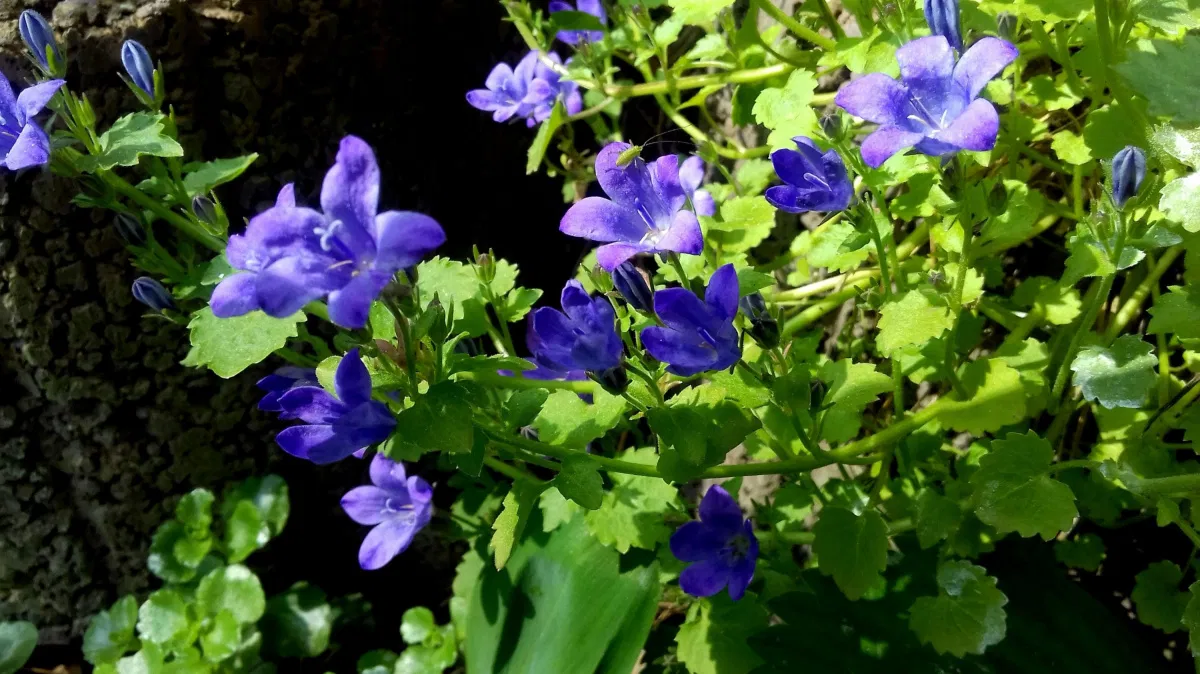 Polster Glockenblume Birch