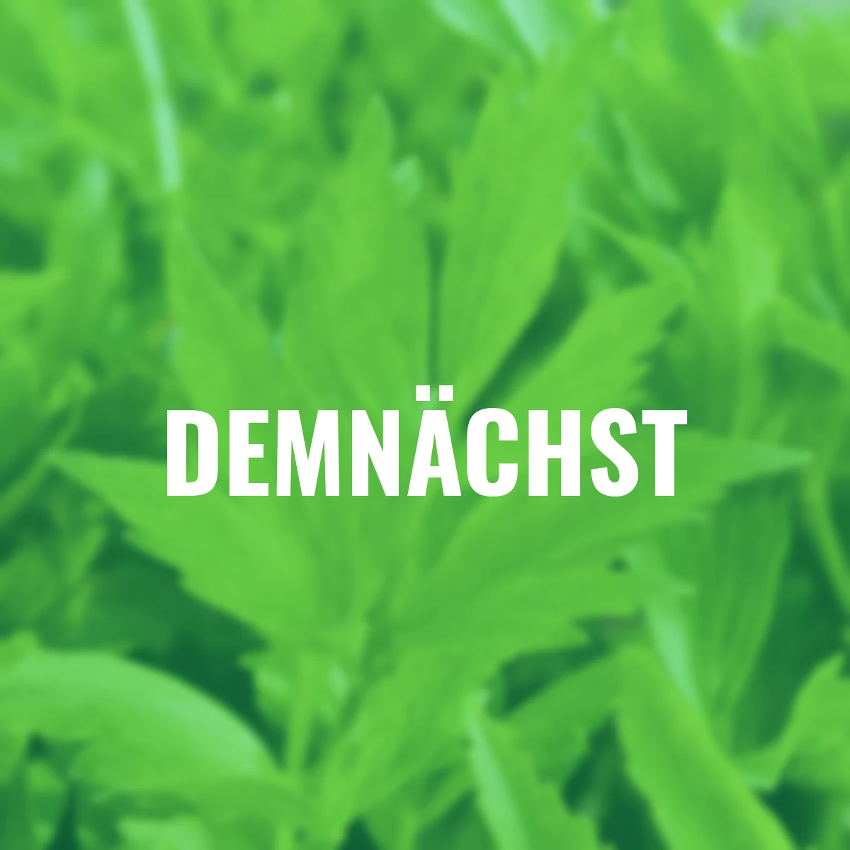 Kräuterpflanze Liebstöckel Maggikraut Verino