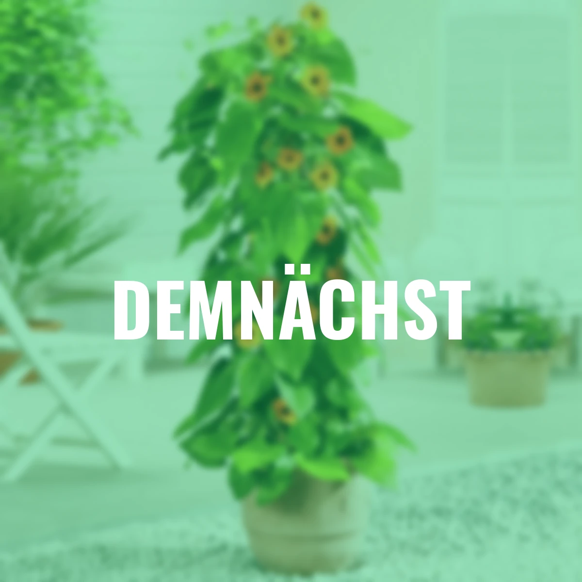 Schwarzäugige Susanne, orange, im ca. 17 cm-Topf