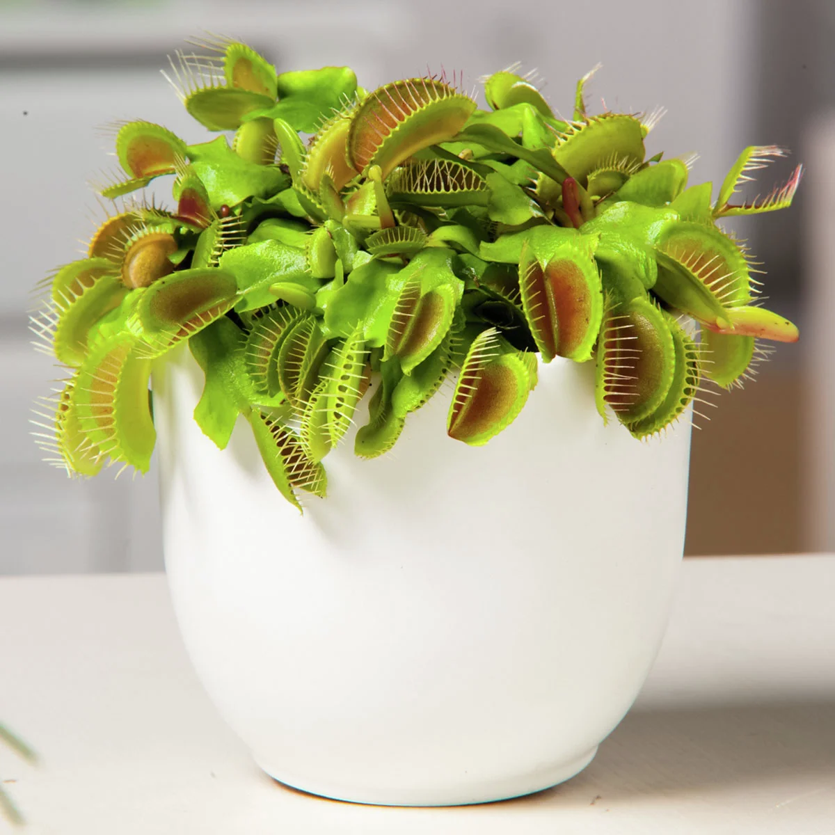 Venusfliegenfalle, im ca. 9 cm-Topf