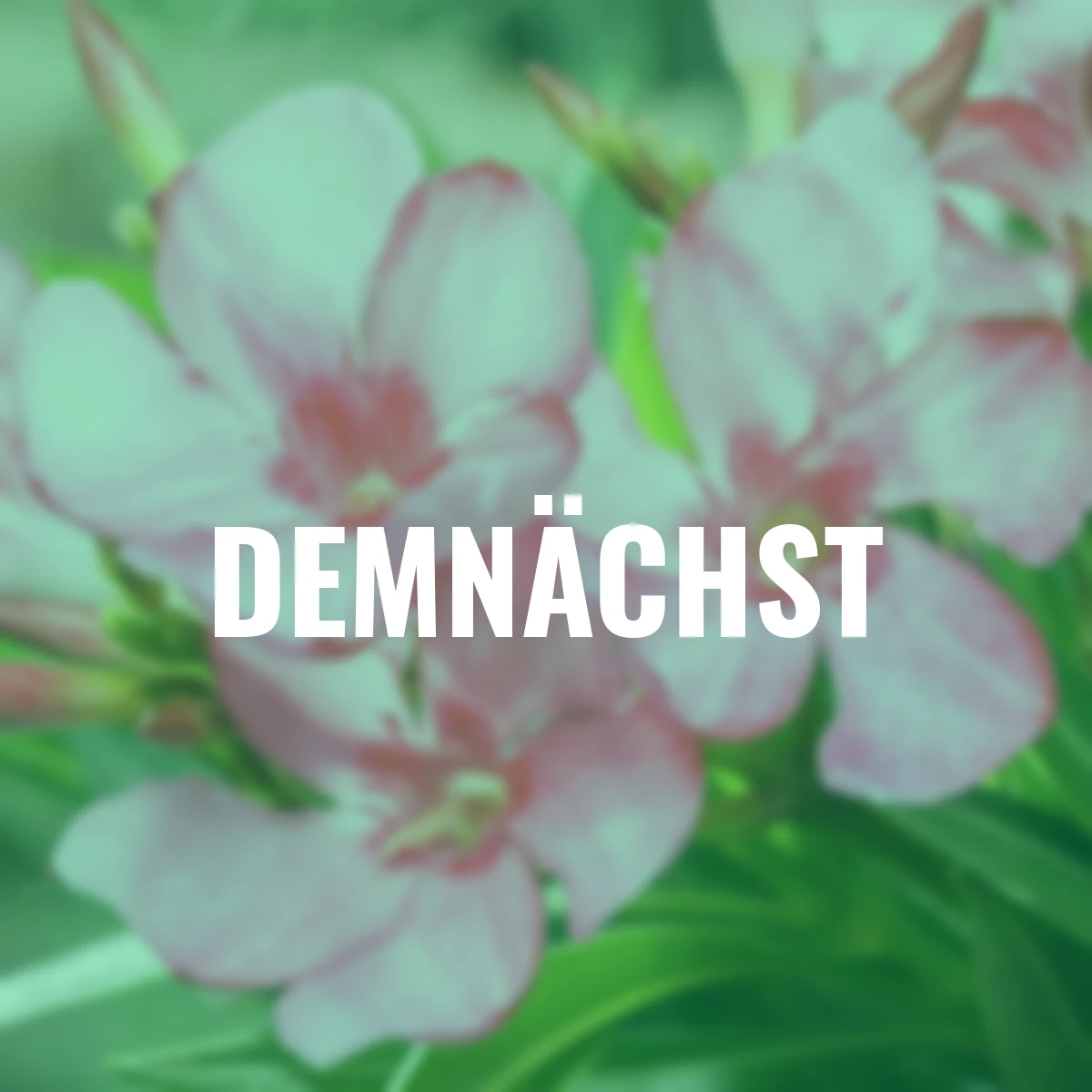 Oleander Busch, rosa