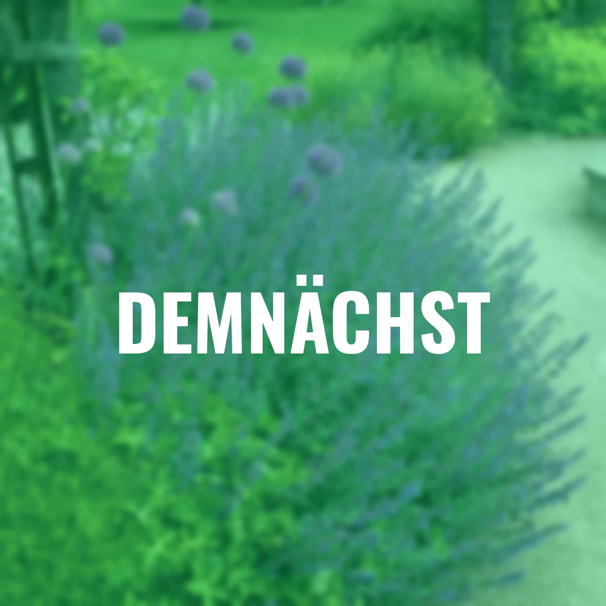 Katzenminze, blau, im ca. 9 cm-Topf