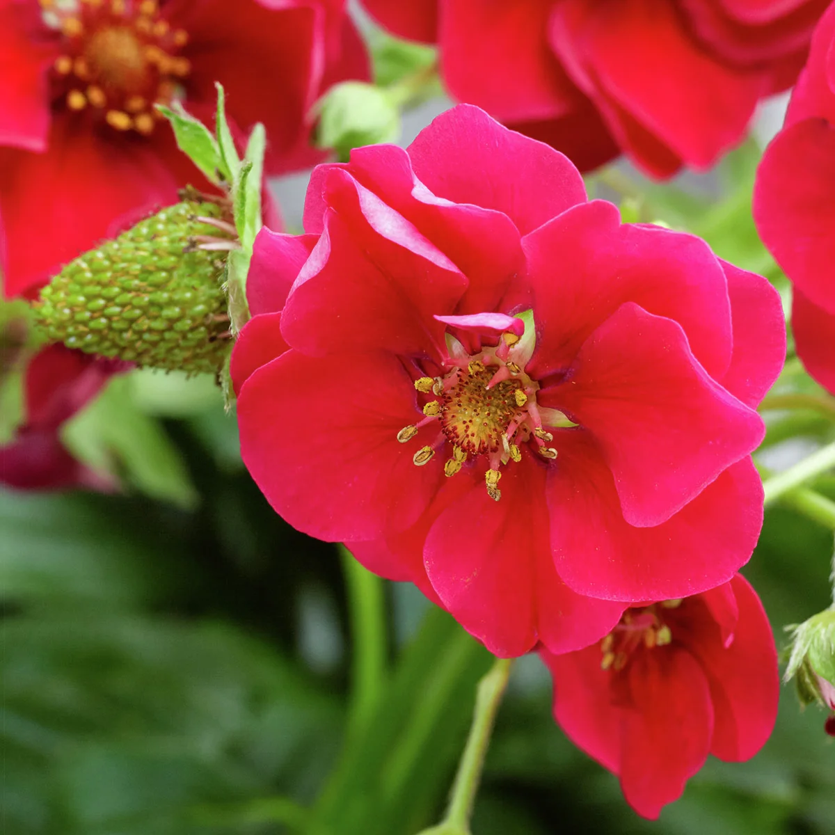 Balkon-Erdbeere, rotblütig