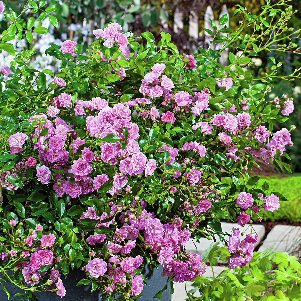 Bodendeckerrose The Fairy, rosa